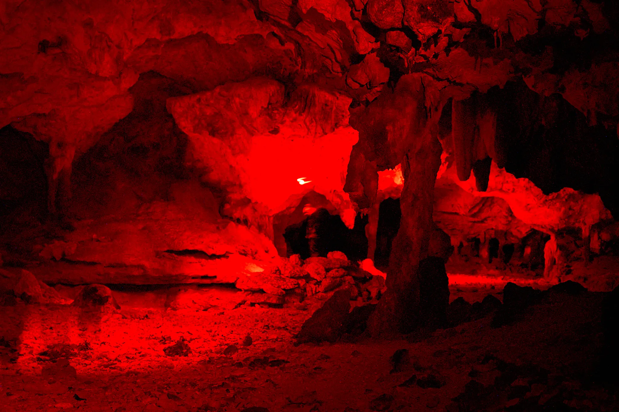 A researcher walks through a cave with a red headlamp during a mist-netting bat research session, long exposure photo, 2024