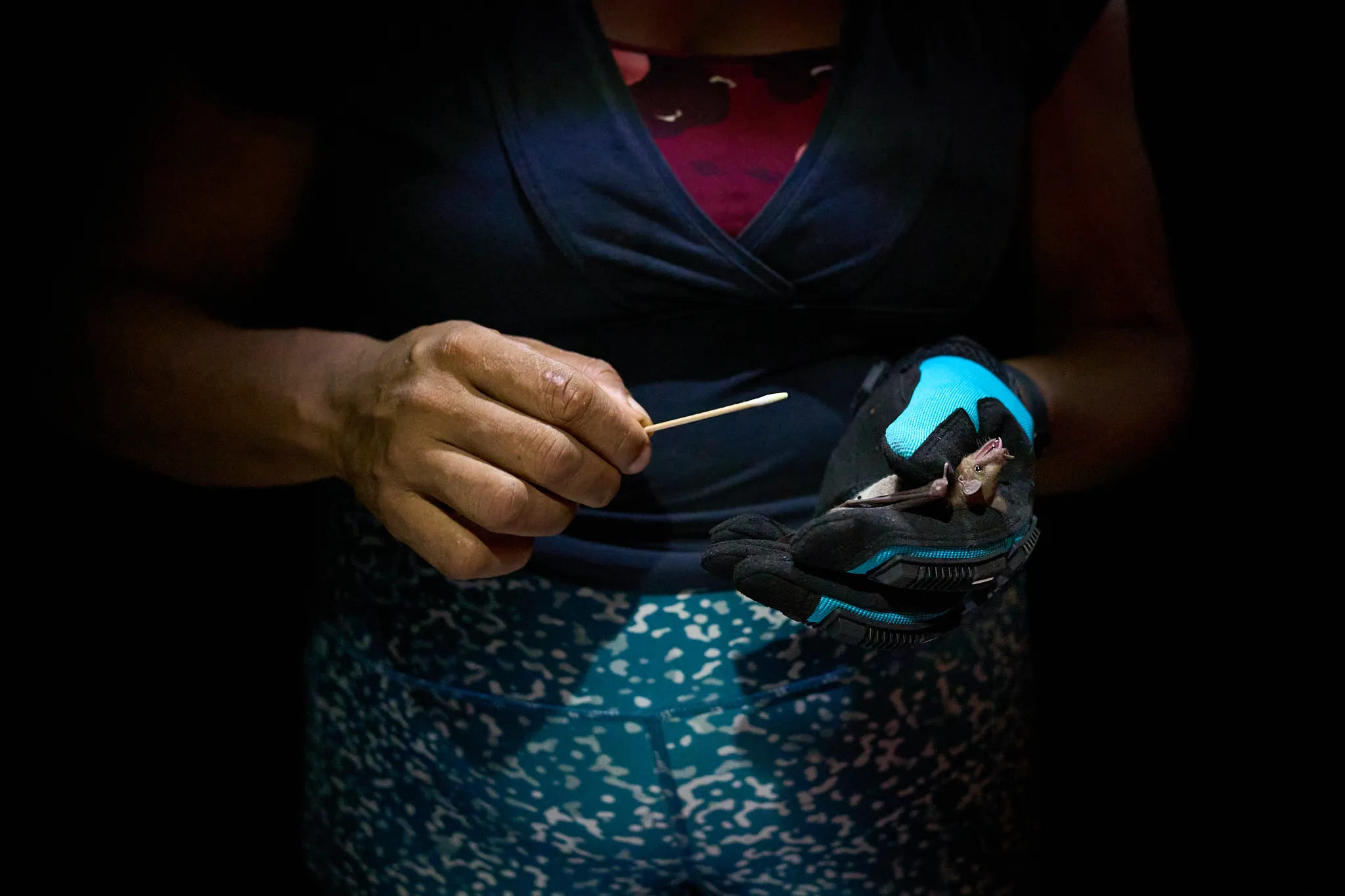 Odette Doest taking a swab from a mist-netted bat in Curaçao for research. 